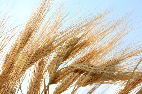 Tallos de trigo . —  Fotos de Stock