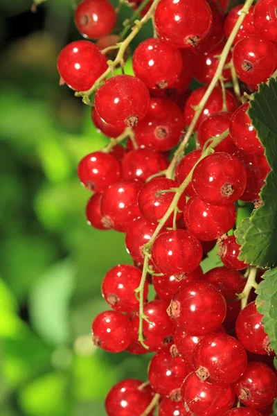 Ribes rosso . — Foto Stock
