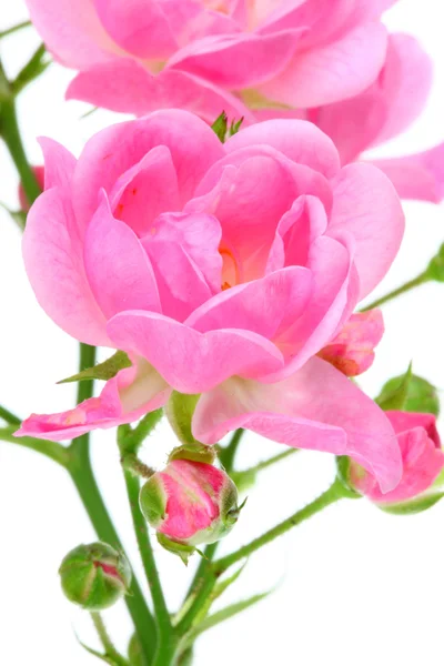 Pink rose on white. — Stock Photo, Image