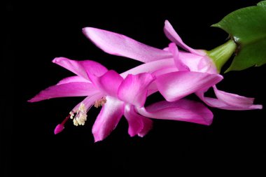 Schlumbergera truncata.