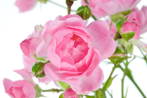 Pink rose. — Stock Fotó