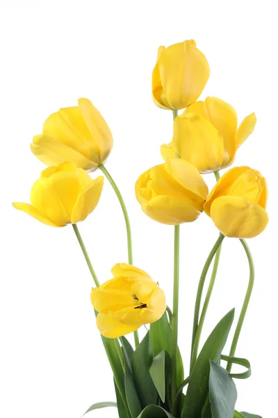 Tulipanes amarillos. — Foto de Stock
