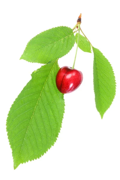 Cherry bij bladeren. — Stockfoto