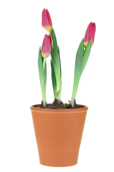 Tres tulipanes . — Foto de Stock