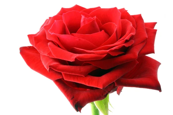 Красная роза. — стоковое фото