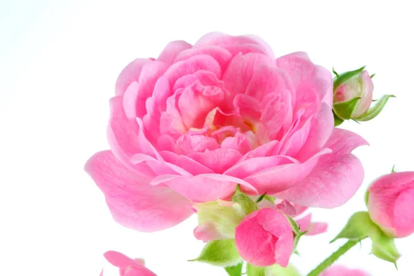 Rosa rosa com folhas . — Fotografia de Stock