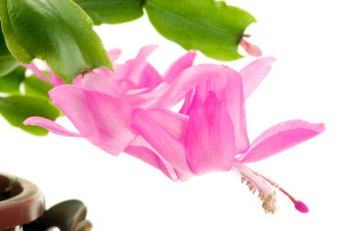 Schlumbergera truncata. clipart