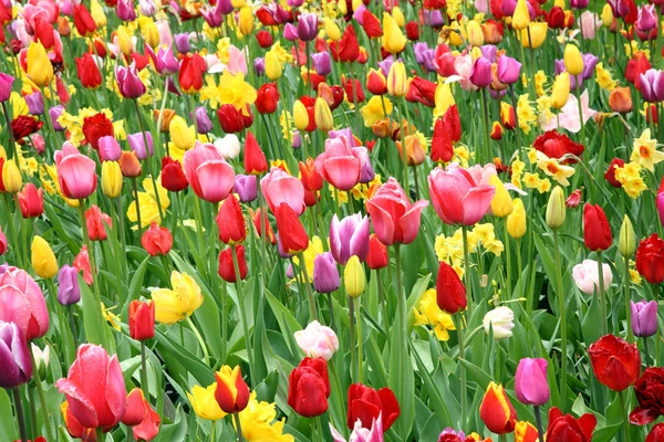 Tulipanes coloridos . —  Fotos de Stock