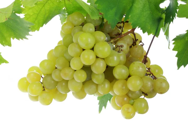 Green grapes. — Stock Photo, Image