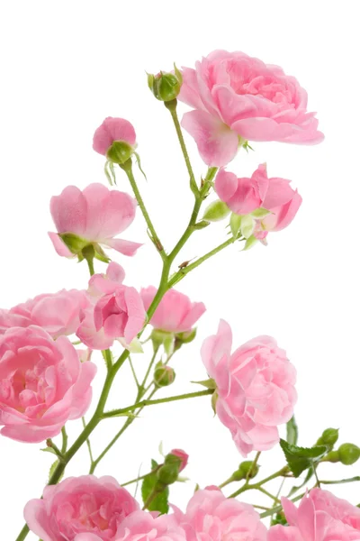 Pink mawar dengan daun . — Stok Foto