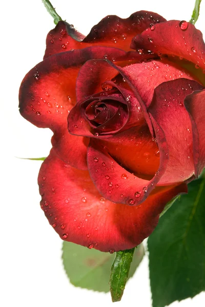 Merah mawar. — Stok Foto