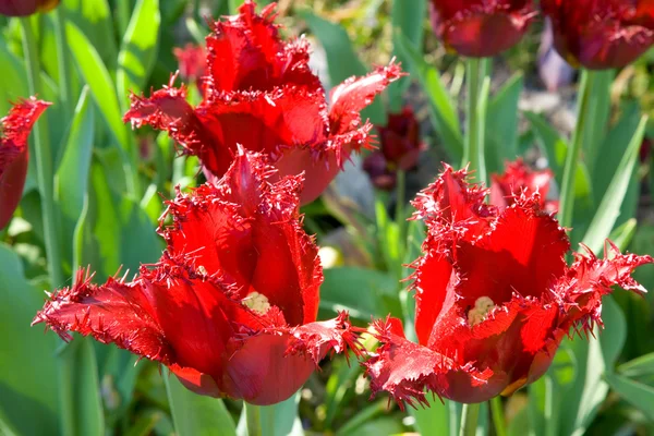 Rode tulpen. — Stockfoto