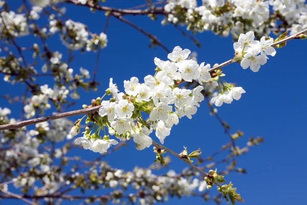 Fiore di ciliegio. — Foto Stock