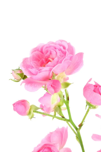 ピンクのバラの葉を持つ. — ストック写真