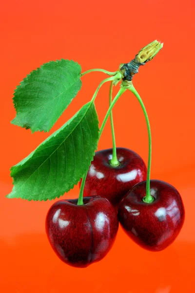 Три вишни с листочками. — стоковое фото