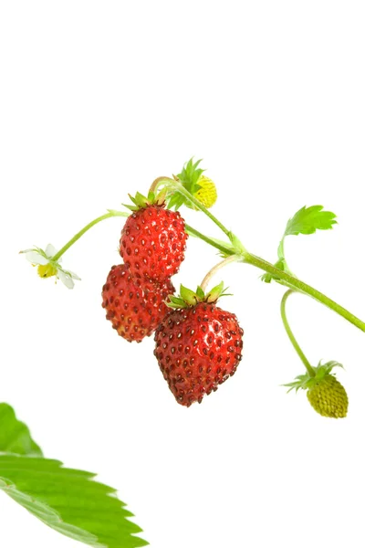 Wild strawberries. — Stock Photo, Image