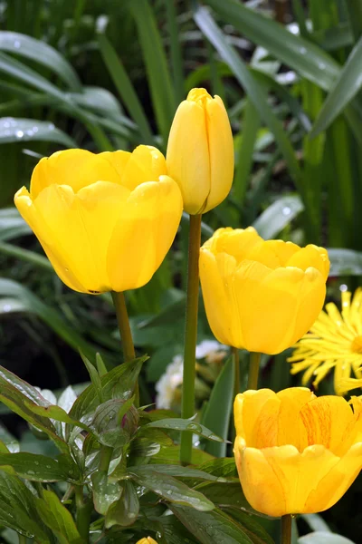 Gele tulpen. — Stockfoto
