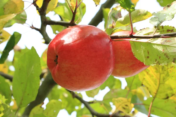 Červená jablka. — Stock fotografie
