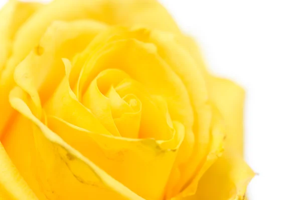 Rose jaune . — Photo
