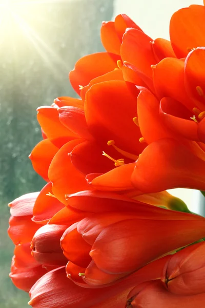 Rote Amaryllis. — Stockfoto