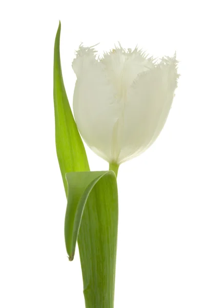 Bílý Tulipán. — Stock fotografie