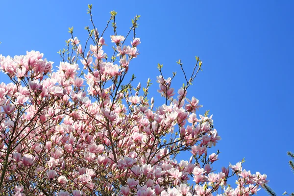 Magnólia florescente na primavera. — Fotografia de Stock