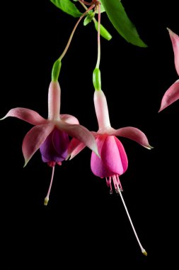 Two heads of fuchsia. clipart