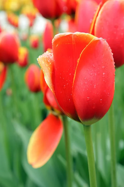 Kleurrijke tulpen. — Stockfoto