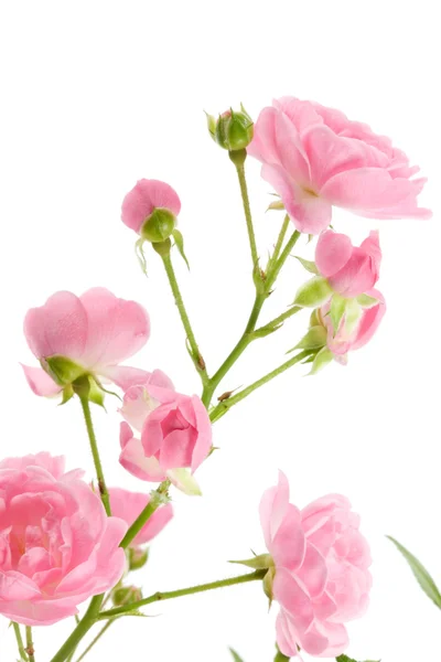 Rosa rosa con hojas . — Foto de Stock