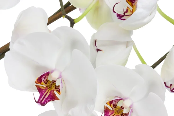 White orchid. — Stock Photo, Image