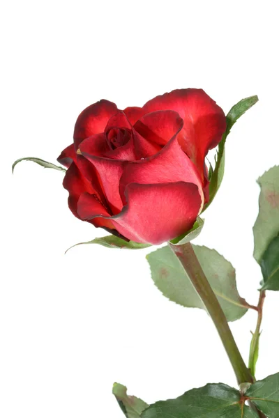 Rosa rossa. — Foto Stock