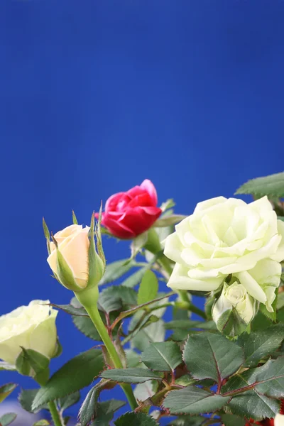 Барвисті троянд . — стокове фото