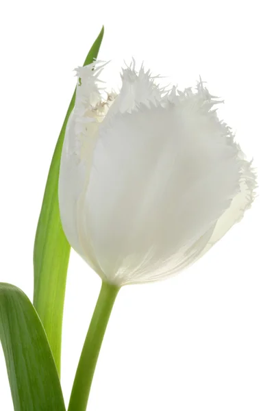 Белый тюльпан . — стоковое фото