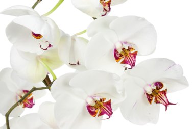 Beyaz Orkide.