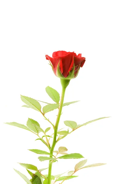 Червона троянда на білому . — стокове фото