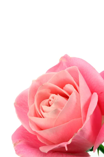 Rose rose . — Photo