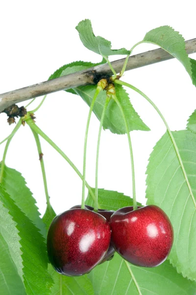 Drei Kirschen mit Blättern. — Stockfoto