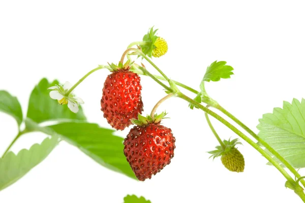 Wild strawberries. — Stock Photo, Image
