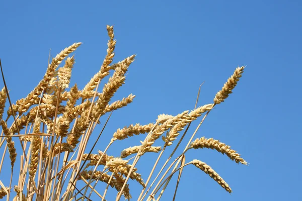 Tallos de trigo . —  Fotos de Stock