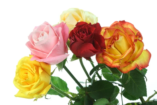 Cinco rosas . —  Fotos de Stock