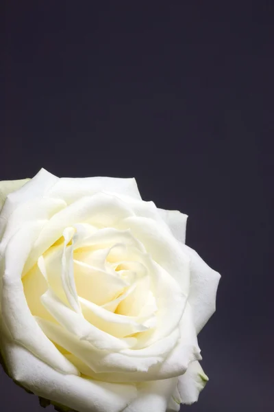Rosa blanca . —  Fotos de Stock