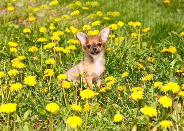 Chihuahua in grass — Stock Photo, Image