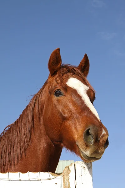 Portrét čistokrevný kůň — Stock fotografie