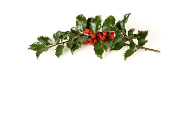 Perfect Sprig of Holly