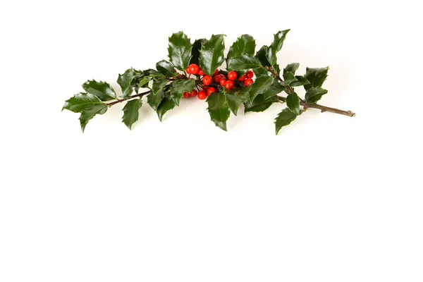 Perfect Sprig of Holly — Stock Photo, Image