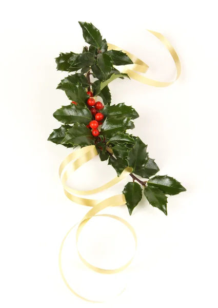 Perfect Sprig of Holly with Ribbon — Stock Photo, Image
