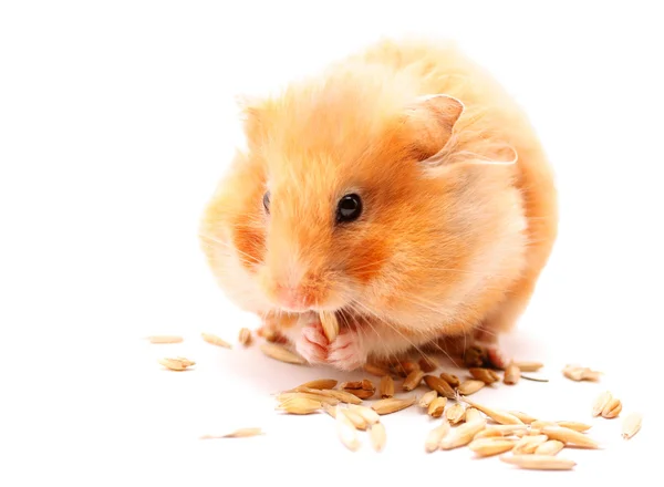 stock image Ginger fun cavy eats grass