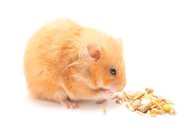 Funny hamster clipart