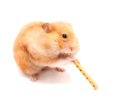 Hamster trumpeter clipart