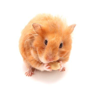 sevimli hamster